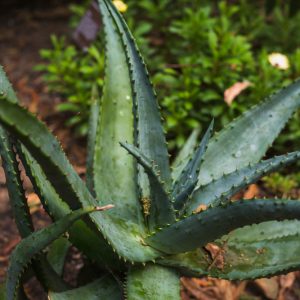 Aloe Vera Plant – Nature’s Healing Miracle