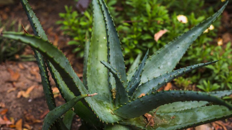 Aloe Vera Plant – Nature’s Healing Miracle