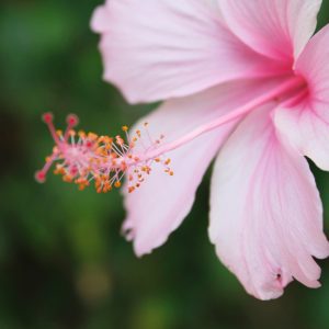 Hibiscus Plant