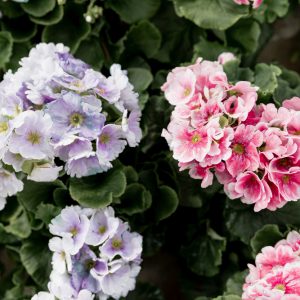 Hydrangea Plants