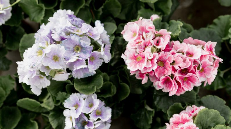 Hydrangea Plants