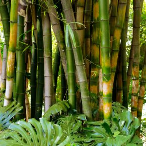 The Bamboo Plant