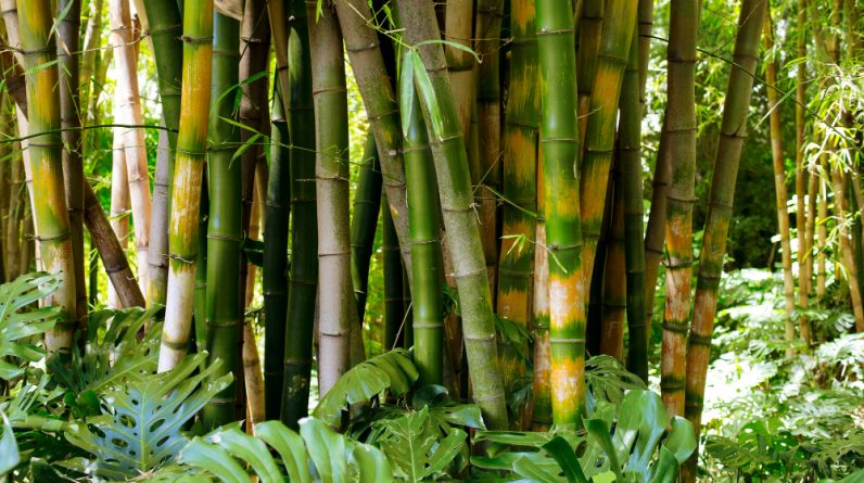 The Bamboo Plant