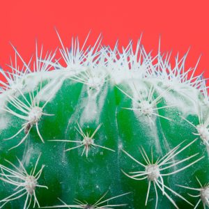 The Cactus Plant – A Spiky Wonder of Nature