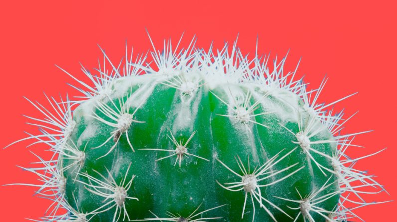 The Cactus Plant – A Spiky Wonder of Nature