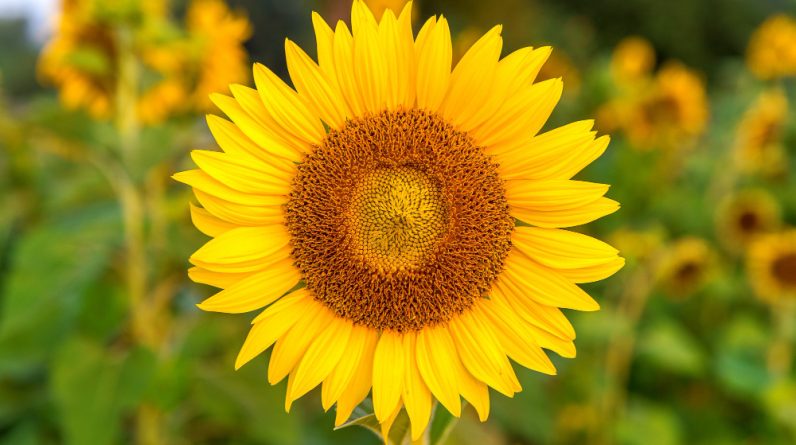 The Majestic Sunflower Plant